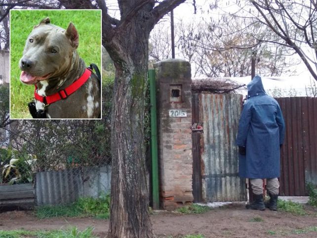 Una mujer murió tras ser atacada en su vivienda por su perra pitbull