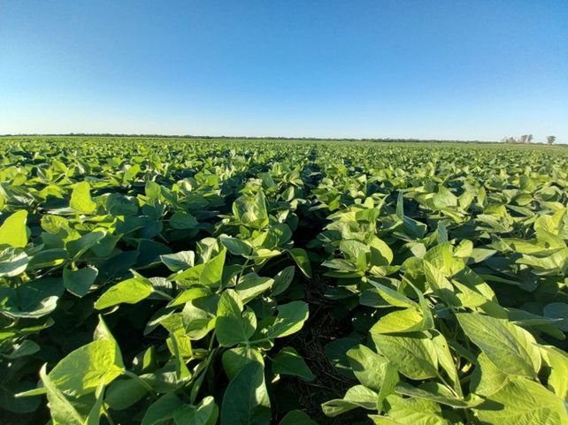 Investigadores del Inta lograron un bioinoculante que reduce un 20% las emisiones en soja