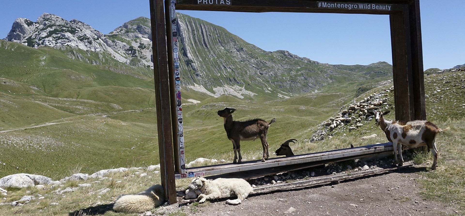 Cabras descansan a la sombra en la montaña Durmitor, Montenegro.Las autoridades advirtieron sobre temperaturas extremadamente altas en Montenegro y el resto de los Balcanes.