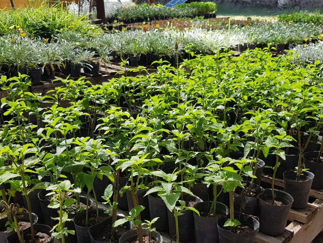 Un proyecto de forestación en General López distribuyó miles de árboles