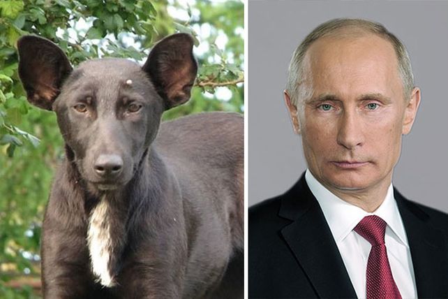 Personas, animales y objetos que son similares entre sí