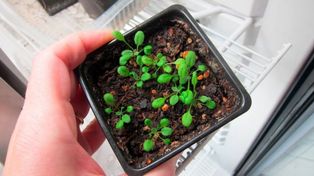 Descubren el gen que pone un freno a la absorción de nitrógeno en las plantas