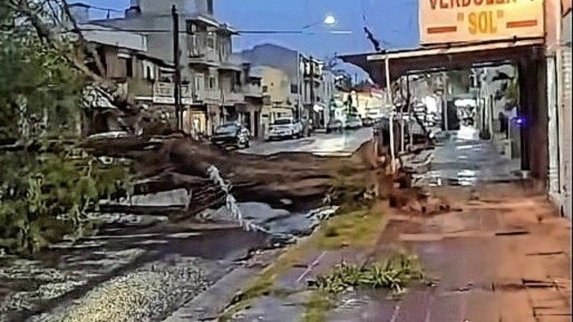 Paraná: un árbol de gran porte cayó en avenida Laurencena por el temporal.