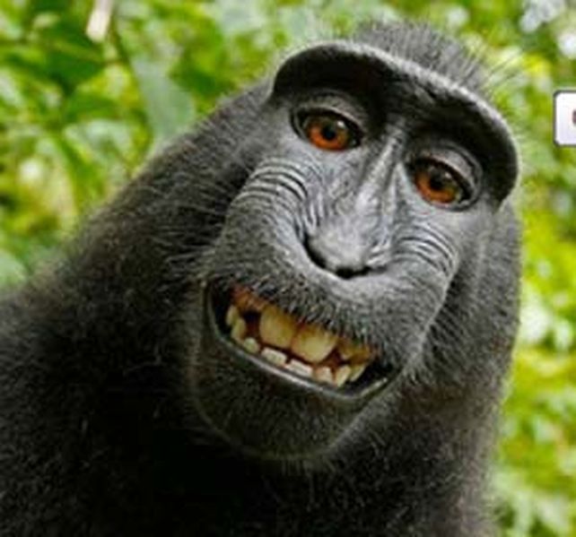 El mono fue el que sacó la foto por lo tanto Wikipedia le adjudica el derecho de autor.