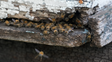 Las abejas van por su propia ley en Santa Fe: el rol clave de un insecto cada vez más relevante