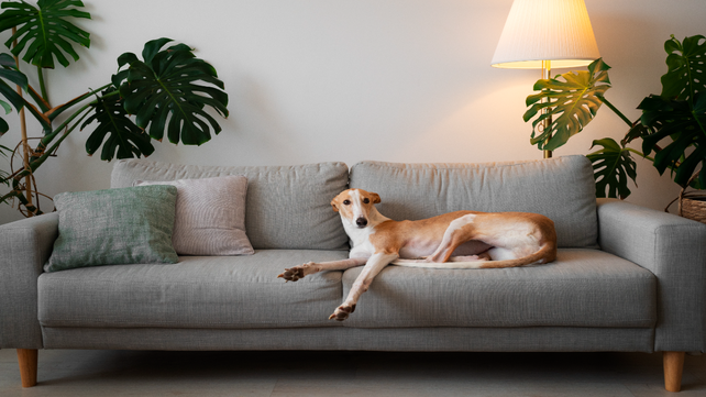 Los aromas que dejan los perros en el hogar pueden ser molestos e indeseados&nbsp;