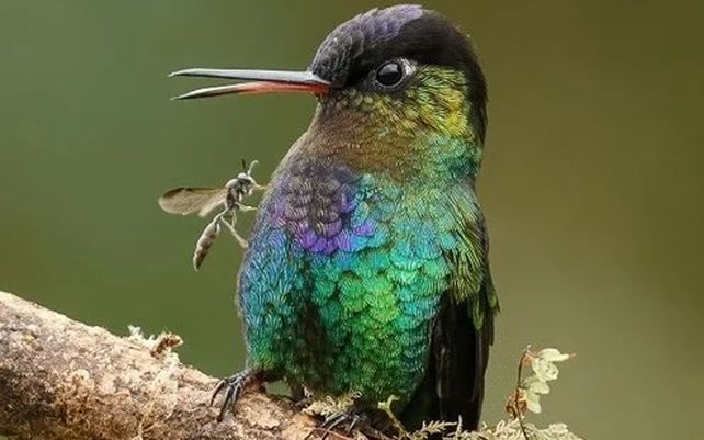 Colibrí garganta de fuego
