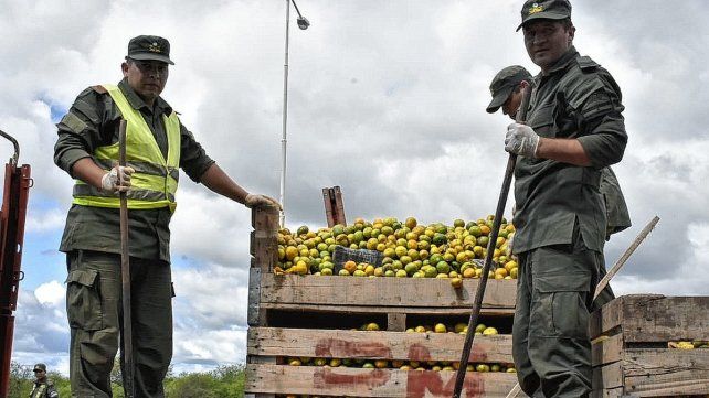 Camionero procesado por llevar casi 2 toneladas de droga entre mandarinas