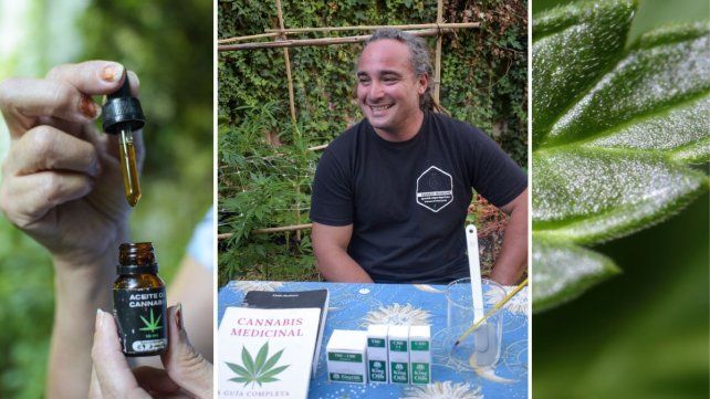 Un recorrido por el potencial terapéutico de la planta