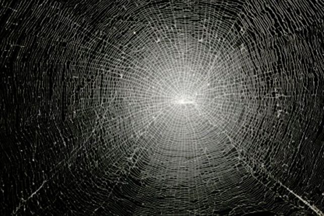 Crean una telaraña que es más fuerte que el acero