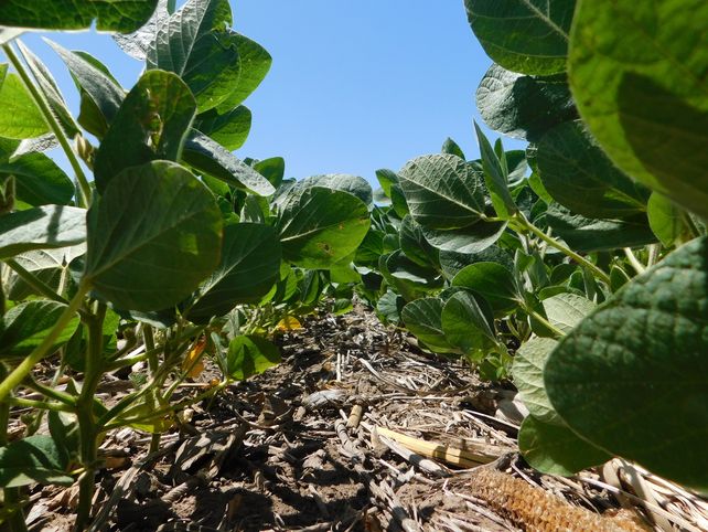 El uso de bioestimulantes gana protagonismo en las estrategias de manejo agrícola
