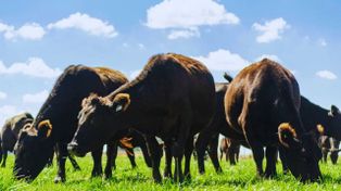 ¿El 2026 será el año del despegue de la ganadería?