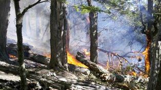 Contin&uacute;a en estado descontrolado el incendio forestal en Tierra del Fuego