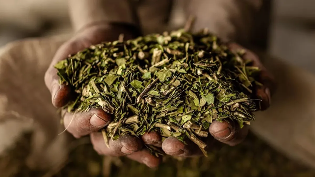 Hallazgos científicos de Bernardo Houssay y la yerba mate.