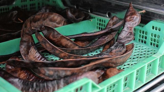 Investigación. Los objetivos del estudio son obtener harina de acacia negra y determinar propiedades fisicoquímicas