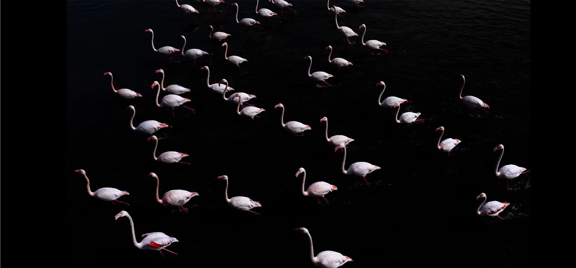 Los flamencos migratorios llegan para pasar los meses de verano en la capital, Ankara, Turquía. Fotografía: Emin Sansar/Anadolou/Getty Images Los flamencos migratorios llegan para pasar los meses de verano en la capital, Ankara, Turquía. Fotografía: Emin Sansar/Anadolou/Getty Images