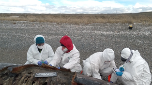 Biólogos del Conicet trabajan en Tierra del Fuego por el varamiento de 26 orcas.