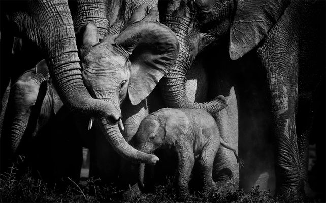 Lazos de amor. Photo by Peter Delaney, Irlanda / Sudáfrica