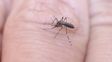 invasion de mosquitos en la ciudad: cuales son los sintomas del dengue y como prevenirlo