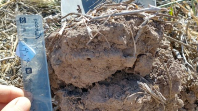 Intensificación agrícola: cómo mejorar los suelos con más cultivos
