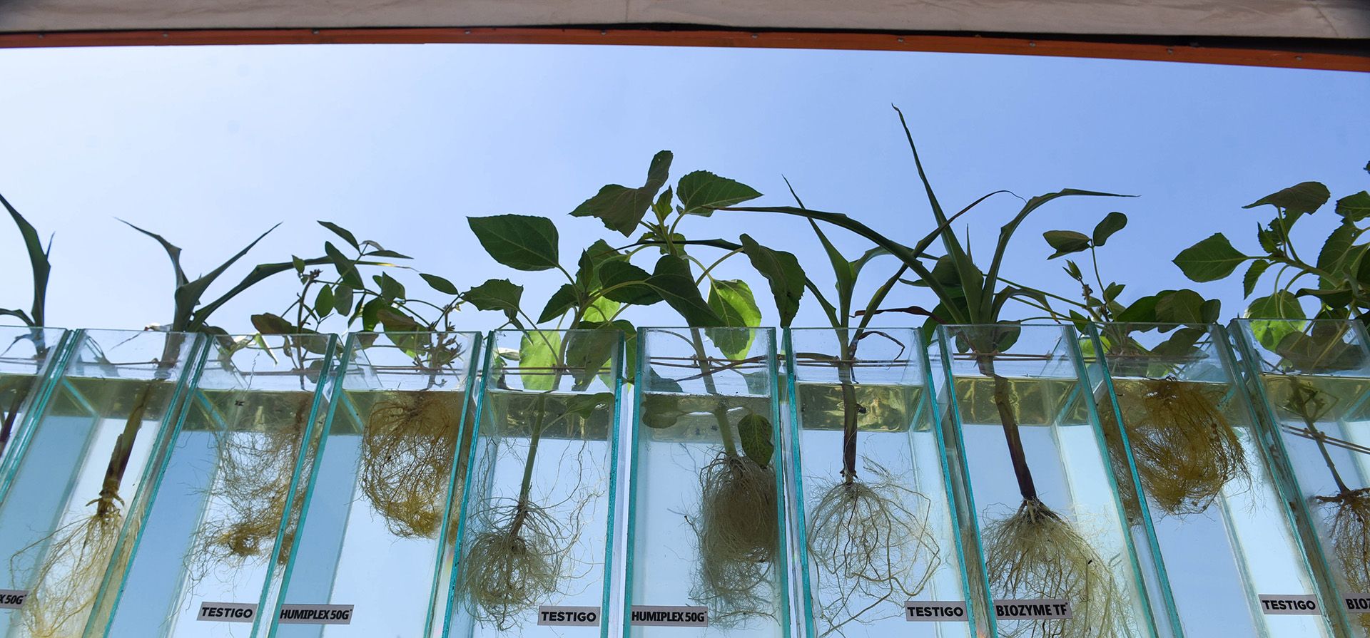 Las empresas de tecnología aplicada a los cultivos, desde la raíz.