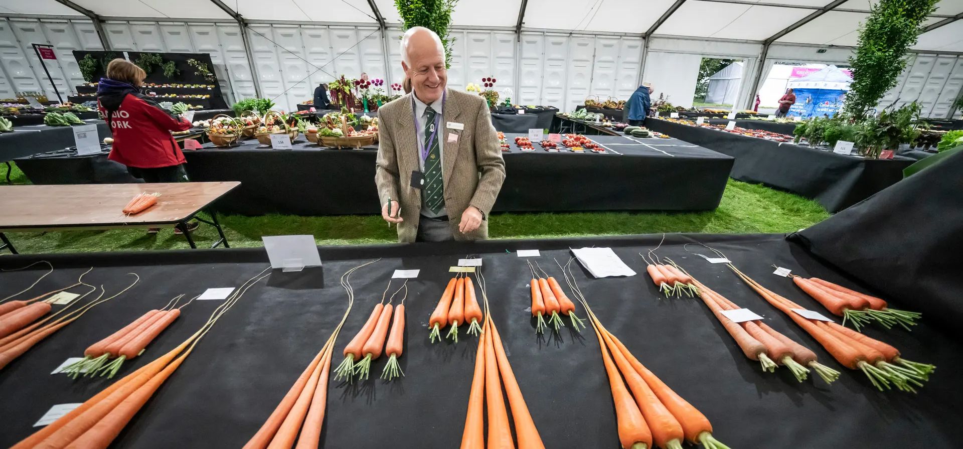 Harrogate Reino Unido. Un juez inspecciona zanahorias en la competencia de vegetales gigantes en la exposición de flores de otoño de Harrogate en Newby Hall and Gardens cerca de Ripon. Fotografía: Danny Lawson/PA