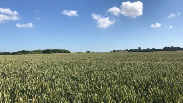 Las enzimas asoman como nuevas protagonistas de la bioagricultura