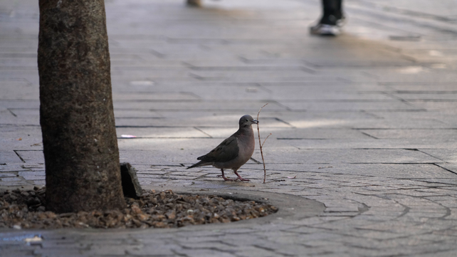 Buscan declarar a las palomas torcazas como plaga en Santa Fe para controlar su población.