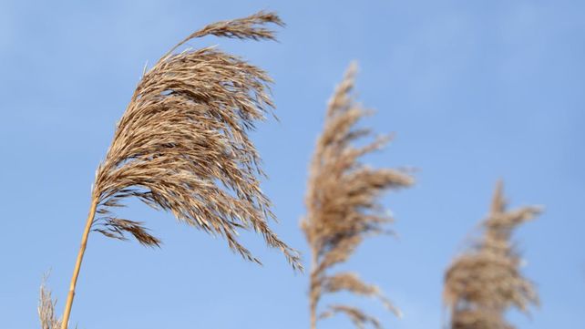 SMN incluyó en el alerta amarillo por vientos fuertes a 13 departamentos entrerrianos