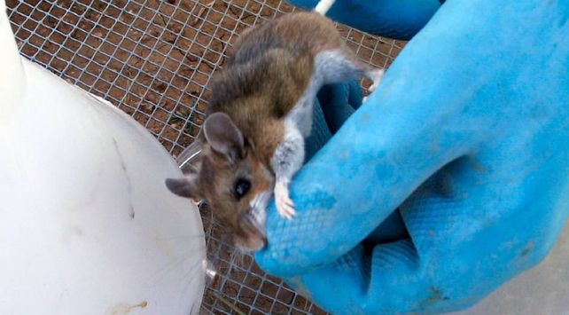 HANTAVIRUS