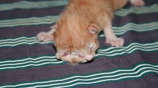 Sorpresa en Las Casuarinas, donde nació un gatito con dos cabezas