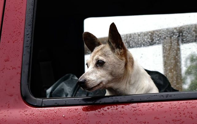 Si se deja un perro dentro del auto solo