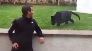 Le dió la espalda a una pantera y mirá lo que le pasó