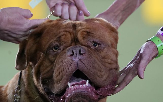 Un Dogo de Burdeos se presenta a un juez en la categoría de grupo de trabajo en la exposición canina del Westminster Kennel Club