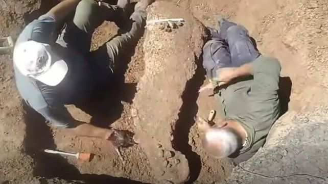El fósil del gliptodonte causó furor en una pequeña localidad entrerriana.&nbsp;
