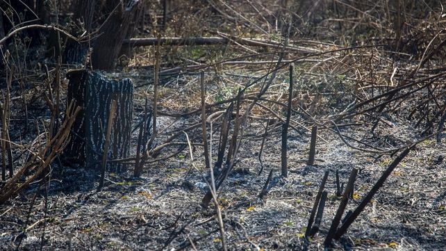 Investigadores relevaron sectores quemados de islas del Paraná Medio