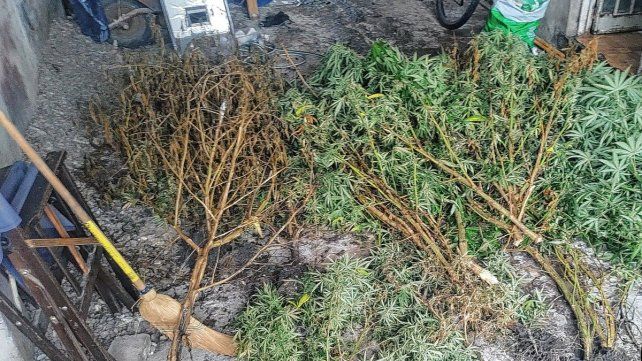Las plantas de marihuana encontradas.