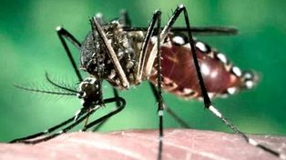 Dengue en Santa Fe: Nación lanzó un nuevo alerta