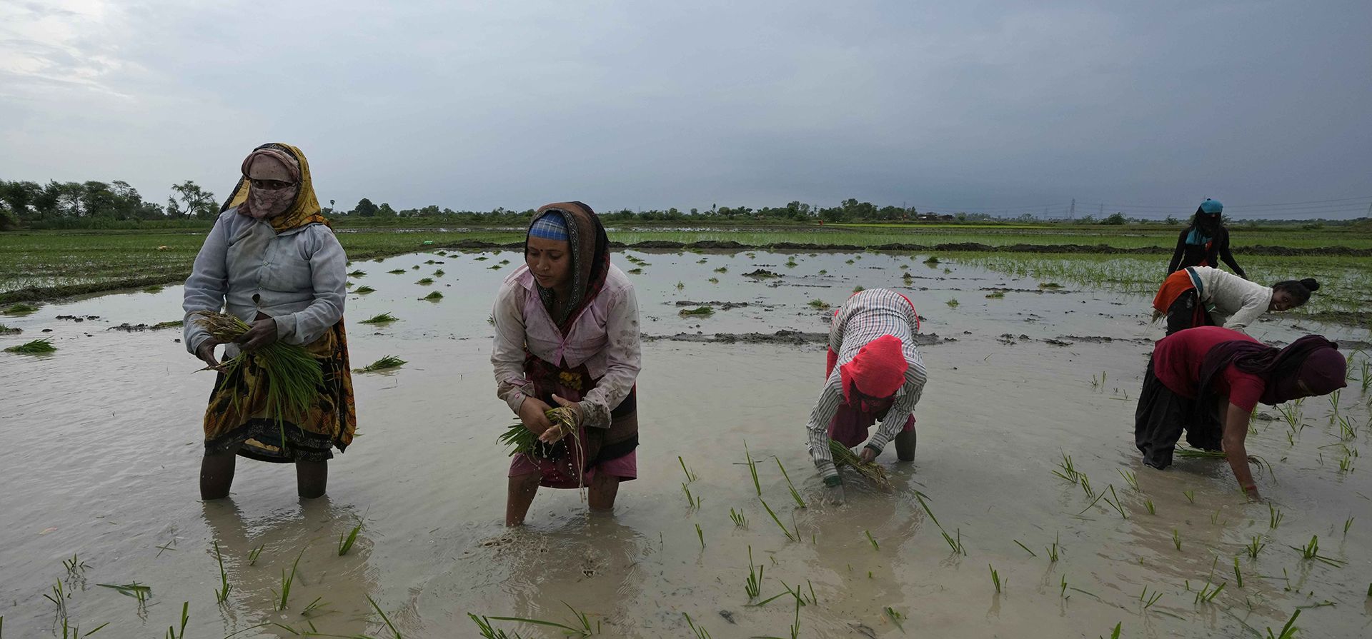 Mujeres trabajan en un arrozal adyacente al campo donde otra mujer, Khusboo Bind, fue alcanzada por un rayo en la aldea de Piparaon en las afueras de Prayagraj, estado norteño indio de Uttar Pradesh, el jueves 28 de julio de 2022. Siete personas, en su mayoría agricultores, murieron a causa de un rayo en una aldea en el estado de Uttar Pradesh, en el norte de la India, dijo la policía el jueves.