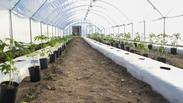 Las 200 plantas permitirán que el LIF elabore los primeros lotes de aceite de cannabis con toda la cadena de producción realizada en el territorio santafesino.&nbsp; 