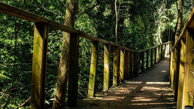 Senderos en la selva