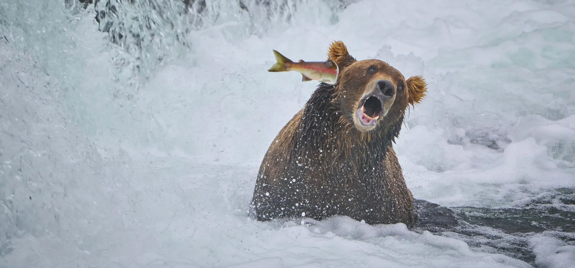 "Contraatacar". Este salmón decidió abofetear al oso en lugar de ser el almuerzo, en Alaska, EE. UU. Fotografía: John D Chaney/Comedywildlifephoto.com