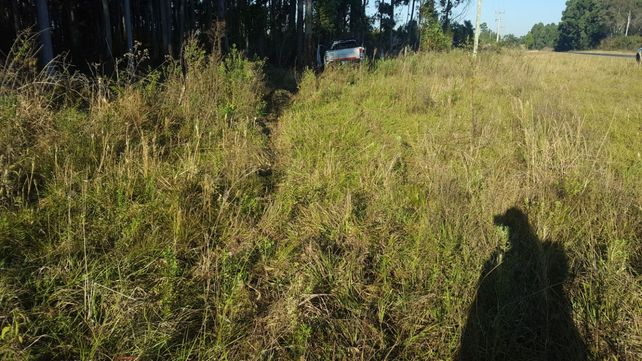Despistó y chocó contra un árbol en la ruta 2