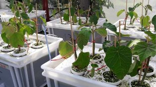 Un arbusto en el futuro de la industria del biodiesel