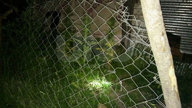 Secuestraron una decena de plantas de marihuana en Ángel Gallardo