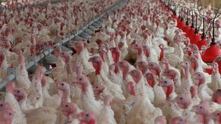 Argentina tiene un importante plantel de gallinas ponedoras en granjas.
