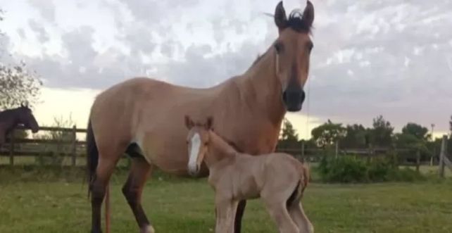 Dos caballos