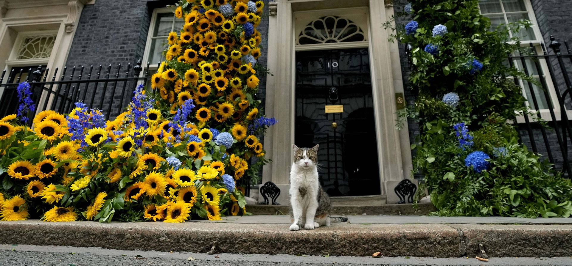 Larry the Cat, el Ratonero Jefe de la Oficina del Gabinete de Gran Bretaña, se sienta frente a la decoración floral afuera del número 10 de Downing Street con los colores nacionales de Ucrania, el Día de la Independencia de Ucrania en Londres, el miércoles 24 de agosto de 2022.