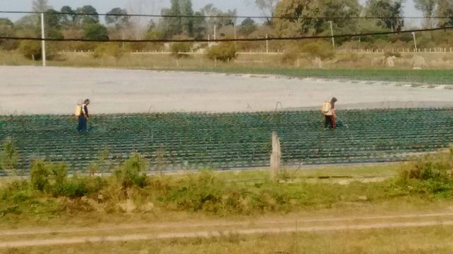 Denuncian que envenenan a chicos de una escuela en Arroyo Leyes