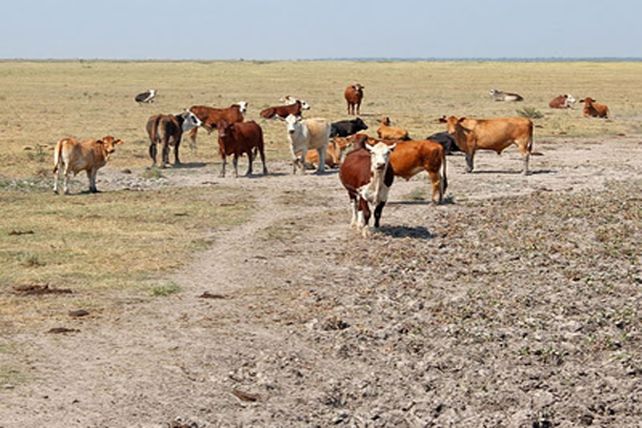 Pérdidas millonarias por la sequía